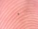 Dünyanın En Küçük Robotu Üretildi - BlauBahn