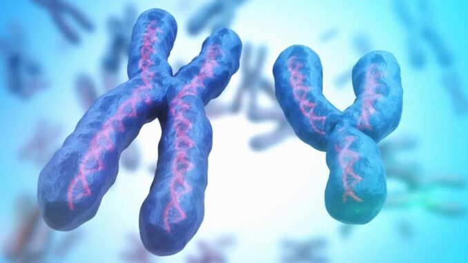 Forschung: Y-Chromosom, das das männliche Geschlecht bestimmt, verschwindet - BlauBahn