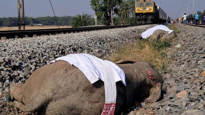 Zugunglück in Indien: 7 Elefanten getötet - BlauBahn