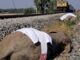 Zugunglück in Indien: 7 Elefanten getötet - BlauBahn