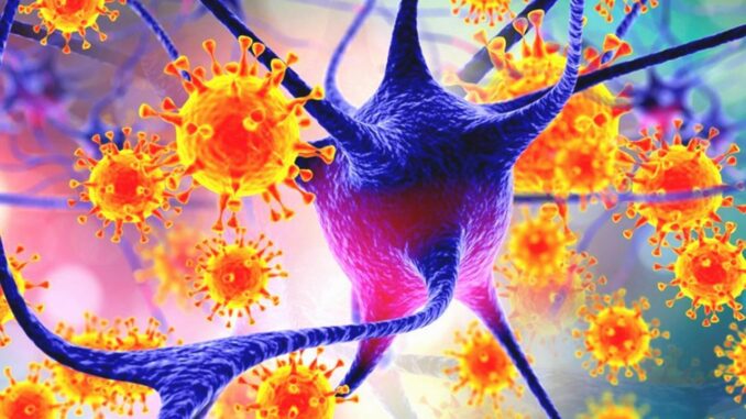 Experten warnen vor Nipah-Virus - BlauBahn