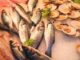 Neue Gefahr durch Erhitzung: Fischkonsum im Fokus - BlauBahn