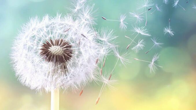 Allergie-Saison: Schutz-Tipps - BlauBahn