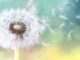 Allergie-Saison: Schutz-Tipps - BlauBahn