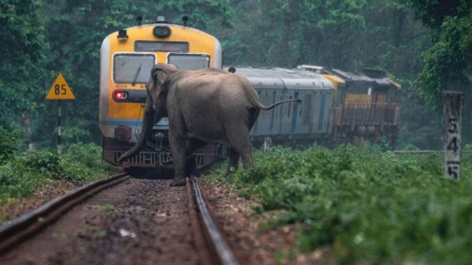Indiens Bahnfahrt: KI schützt Elefanten - BlauBahn