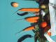 Superfood-Legende gefallen: Experten warnen - BlauBahn