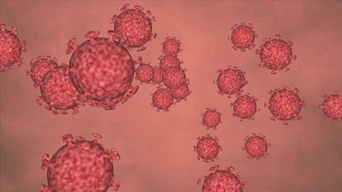 Hantavirus in der Türkei: Existiert er und breitet er sich aus? - BlauBahn