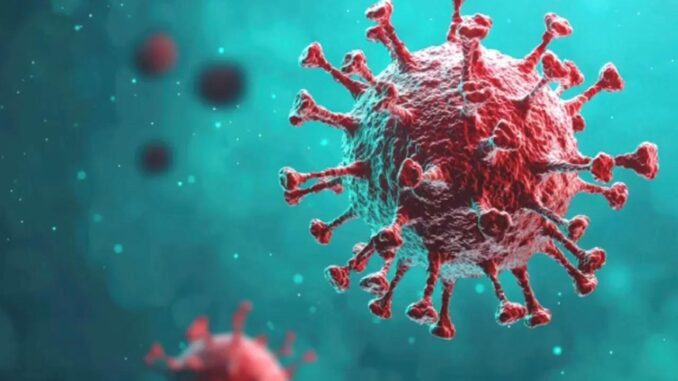 Hantavirus-Panik: Experten untersuchen die Ursache der Epidemie - BlauBahn