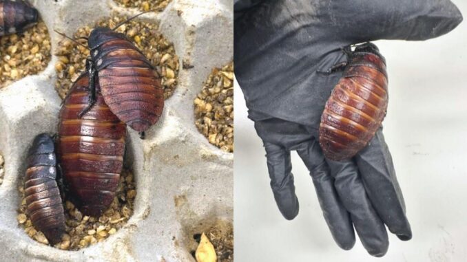 Über 100.000 illegale Kakerlaken in Australien gefasst - BlauBahn