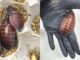 Über 100.000 illegale Kakerlaken in Australien gefasst - BlauBahn
