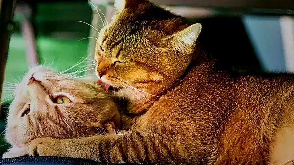 Ursachen des gegenseitigen Leckens bei Katzen - BlauBahn