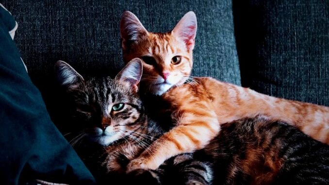 Ursachen des gegenseitigen Leckens bei Katzen - BlauBahn