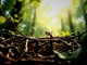 The Wisdom of Insects: 5 Lessons to Apply to Smart Decision Making - BlauBahn