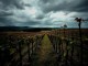 Mögliche Rückgänge der Weinproduktion in Frankreich nach 70 Jahren - BlauBahn
