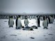 Besorgniserregende Todesfälle in der größten Pinguin-Kolonie der Welt - BlauBahn
